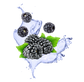 Splash Image